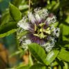 Maypop (Passiflora incarnata)