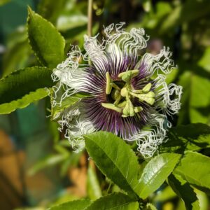 Maypop (Passiflora incarnata)