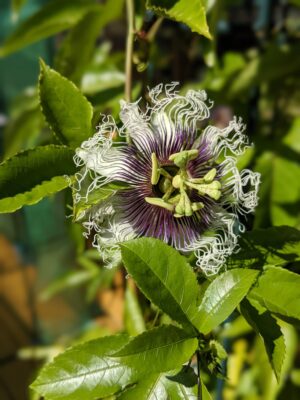 Maypop (Passiflora incarnata)