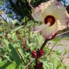 PXL_20220918_142954694 Roselle (Hibiscus sabdariffa) Seedling