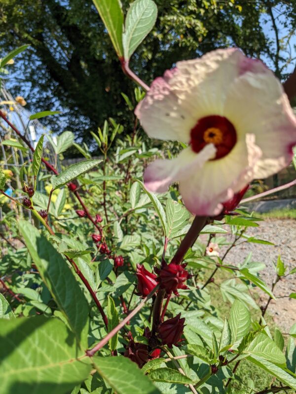 PXL_20220918_142954694 Roselle (Hibiscus sabdariffa) Seedling
