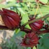 PXL_20220918_143006821 Roselle (Hibiscus sabdariffa) Seedling
