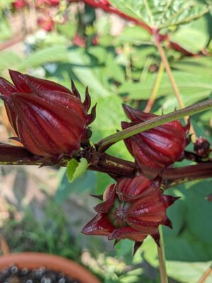Roselle (Hibiscus sabdariffa) Seedling