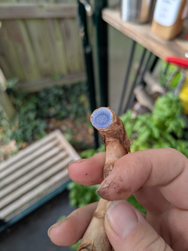 Turmeric, Black (Curcuma longa caesia)