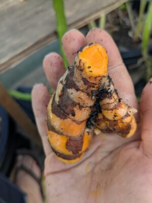 Turmeric (Curcuma longa)