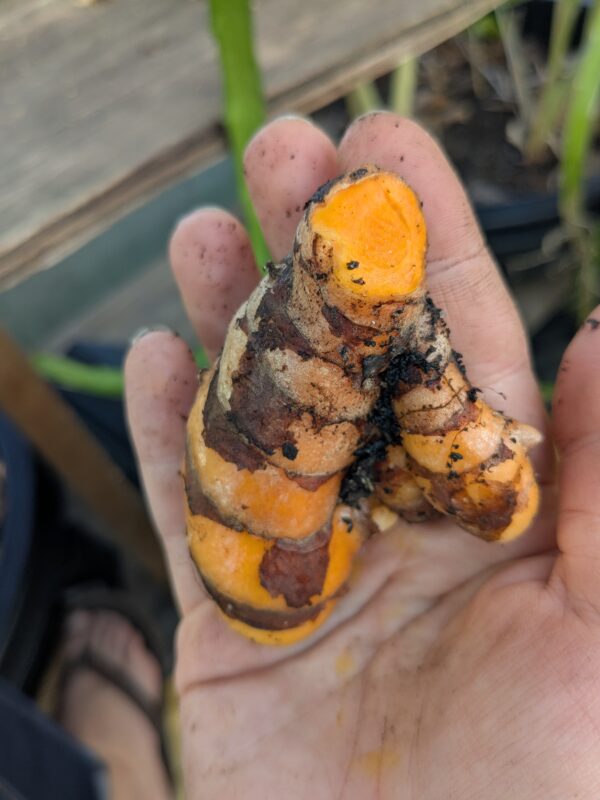 1000012258 Turmeric (Curcuma longa)