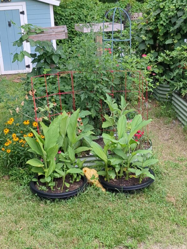 1000010991 Turmeric (Curcuma longa)