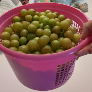 Grape Vine, Tara Scuppernong (Bronze)