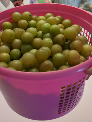 Grape Vine, Tara Scuppernong (Bronze)