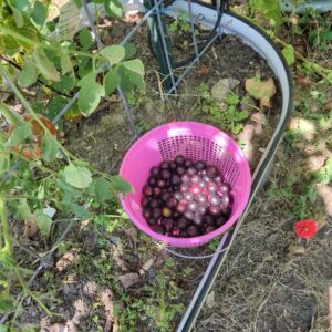 Grape Vine, Muscadine (Purple)