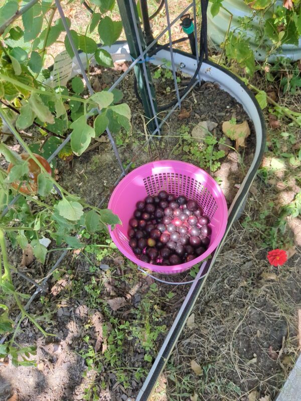 Grape Vine, Muscadine (Purple)