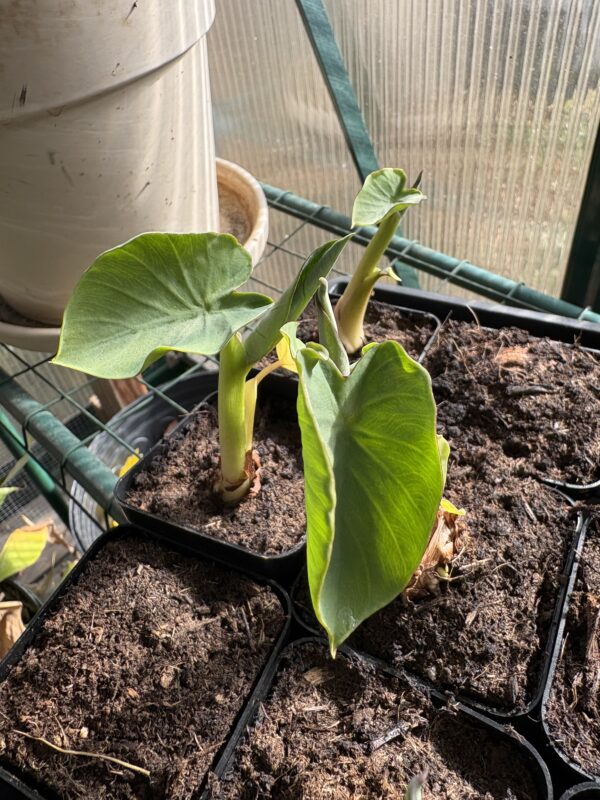 Eddoe (Colocasia antiquorum)