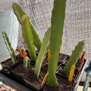 Dragon Fruit, American Beauty