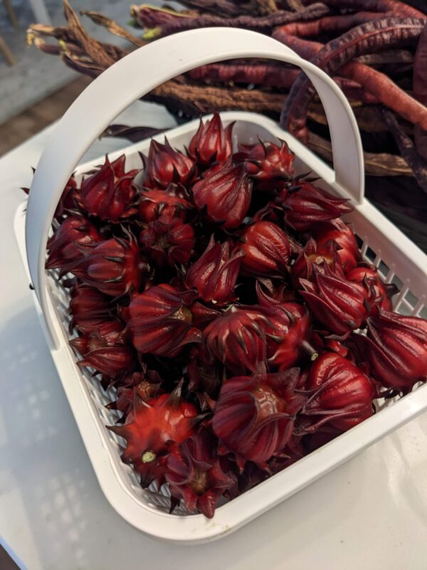 PXL_20220924_150854194 Roselle (Hibiscus sabdariffa) Seedling