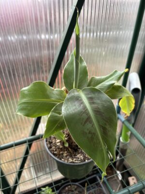 Truly Tiny Musa Banana