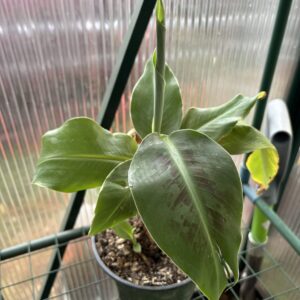 Truly Tiny Musa Banana