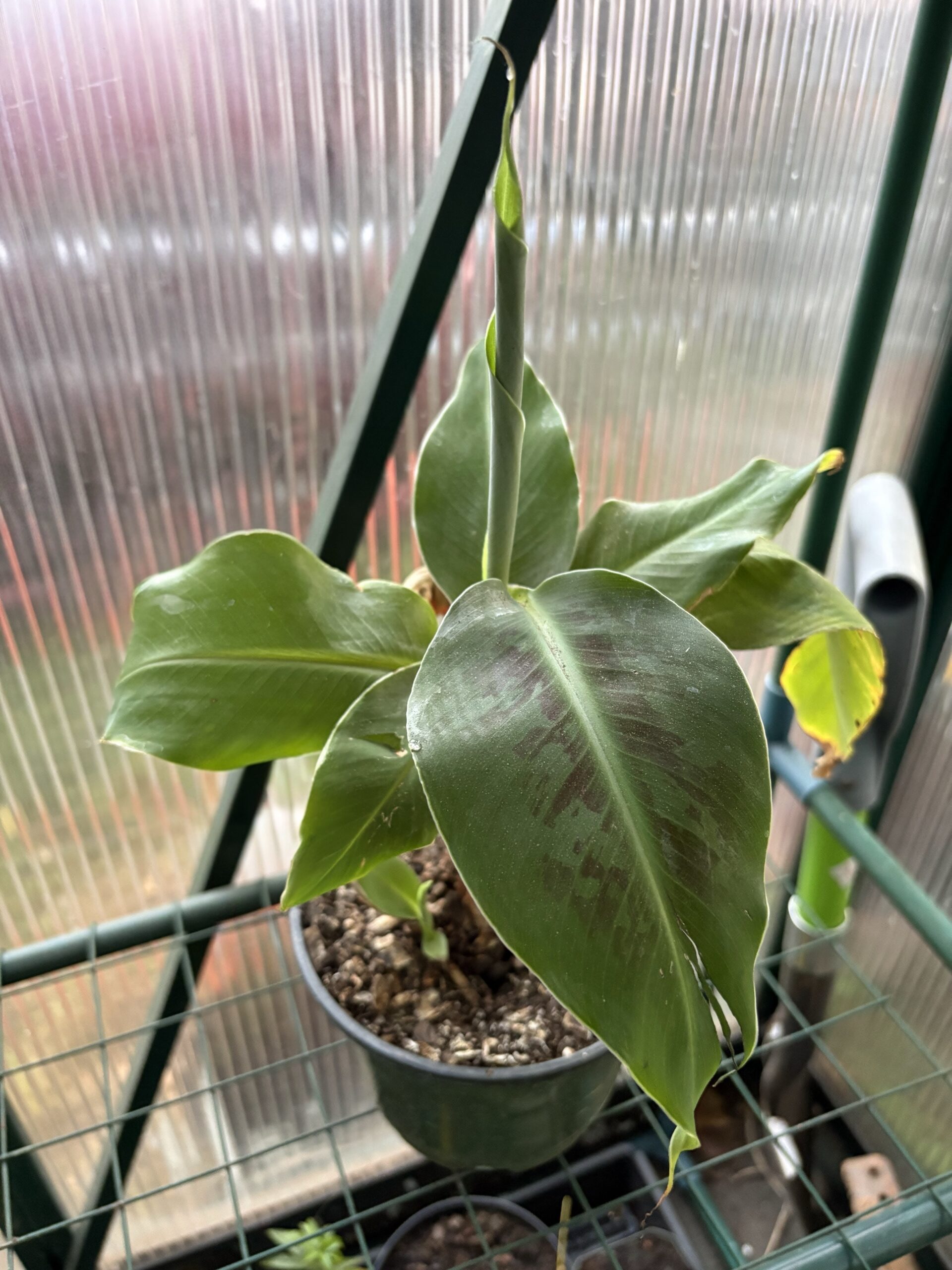 Truly Tiny Musa Banana