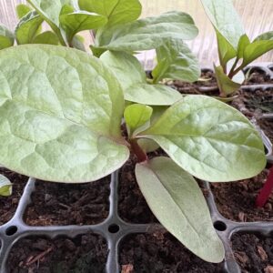 Malabar spinach (Basella alba)