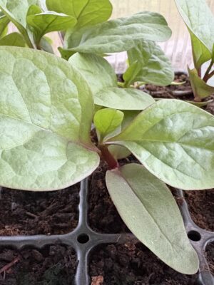 Malabar spinach (Basella alba)