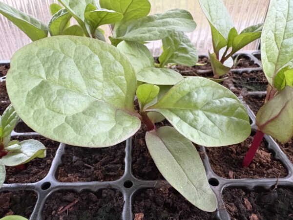 Malabar spinach (Basella alba)