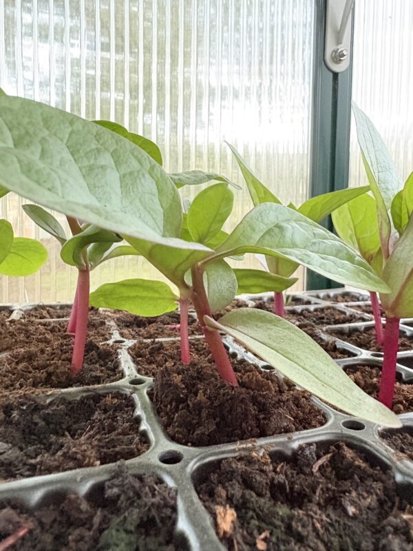 Malabar spinach (Basella alba)