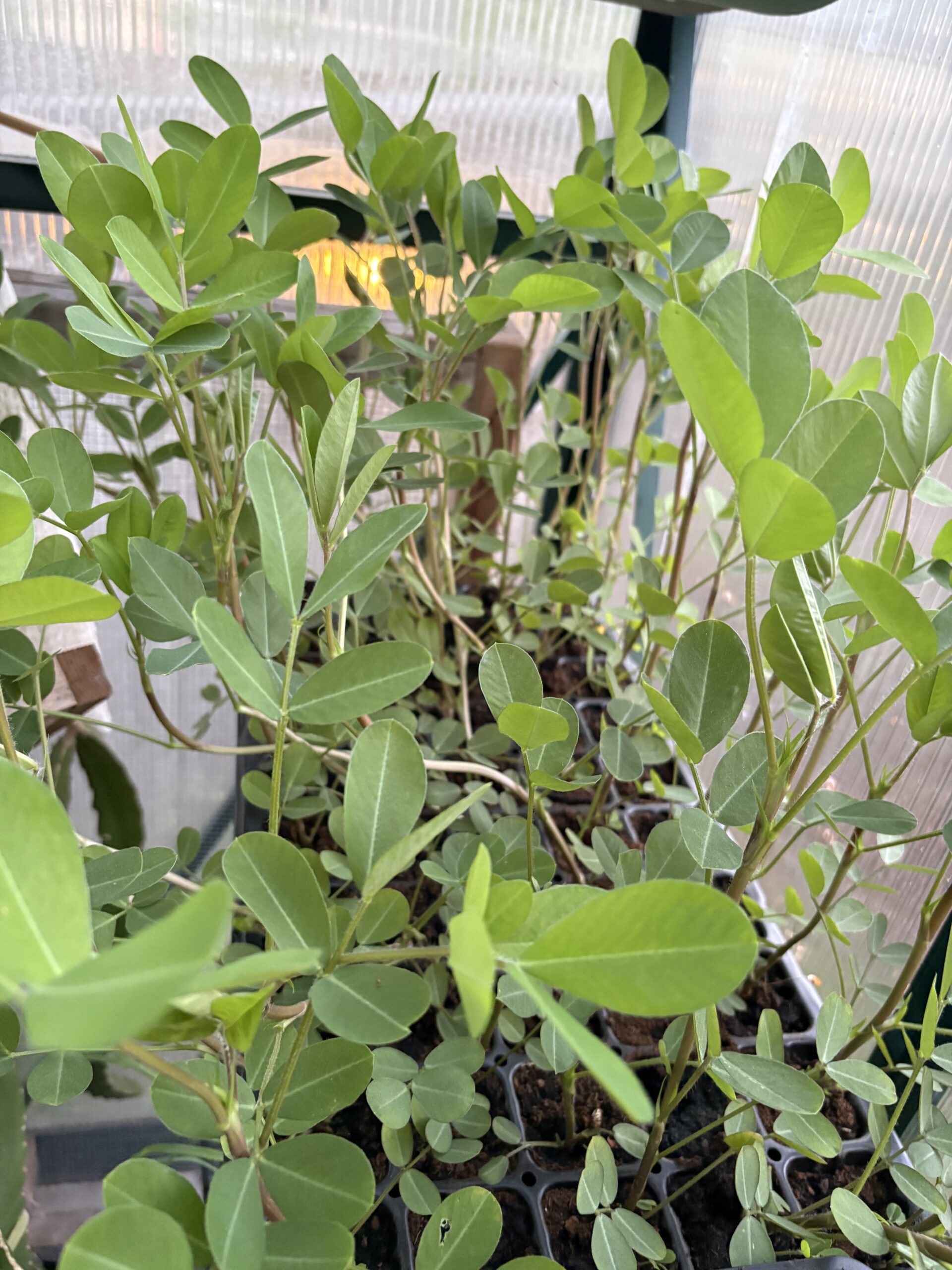 Black Peanut (Arachis hypogaea)