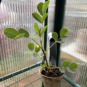 Black Peanut (Arachis hypogaea)