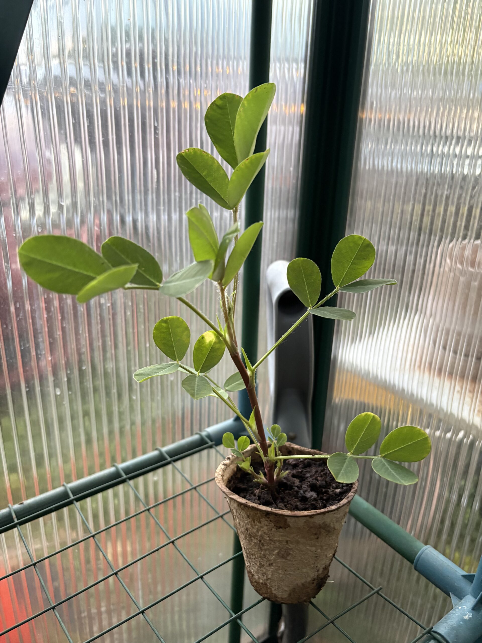 Black Peanut (Arachis hypogaea)