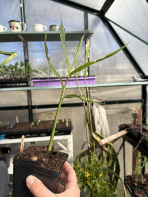 Ginger (Zingiber officinale)