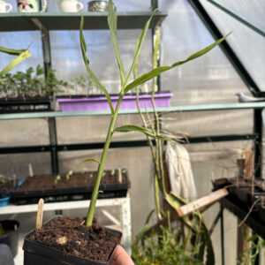 Ginger (Zingiber officinale)