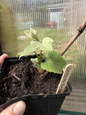 Grape Vine, Catawba Table Grape (Red)