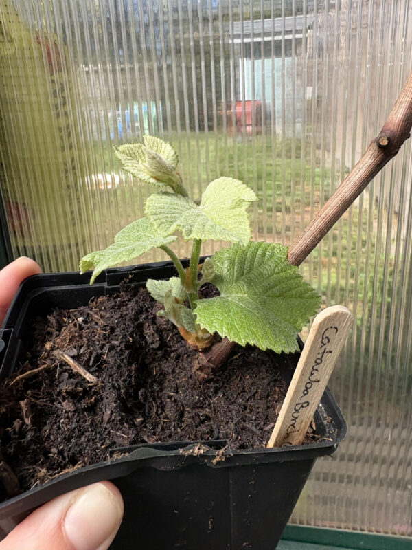 Grape Vine, Catawba Table Grape (Red)