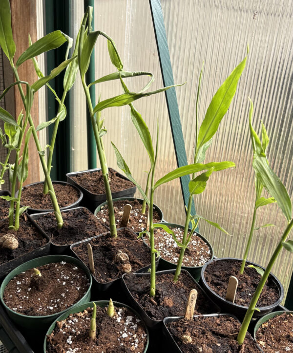 Ginger (Zingiber officinale)