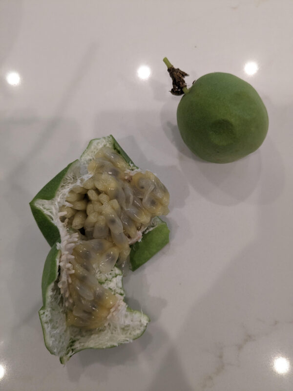 Maypop (Passiflora incarnata)