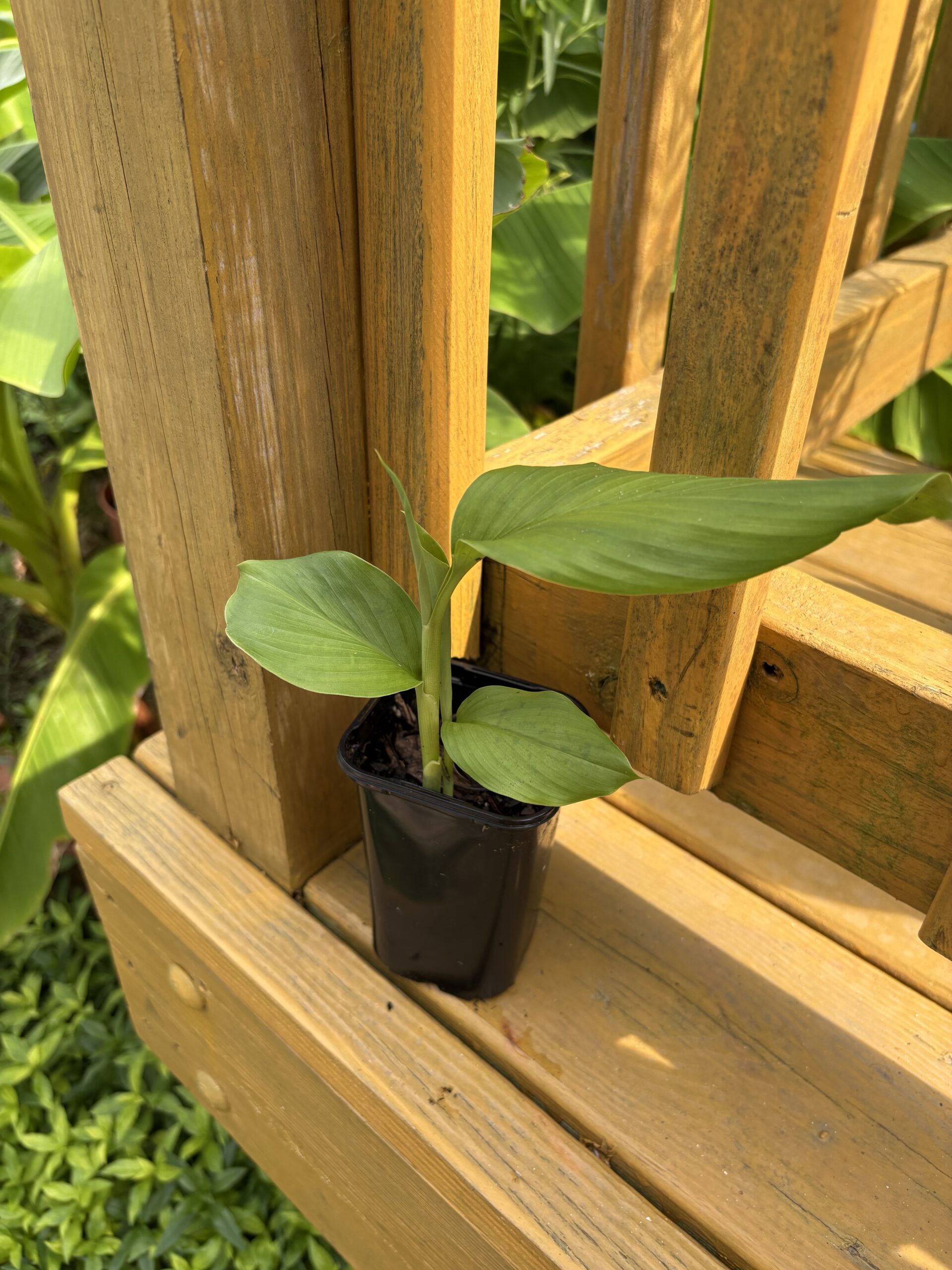 Turmeric, Hawaiian Red (Curcuma longa)